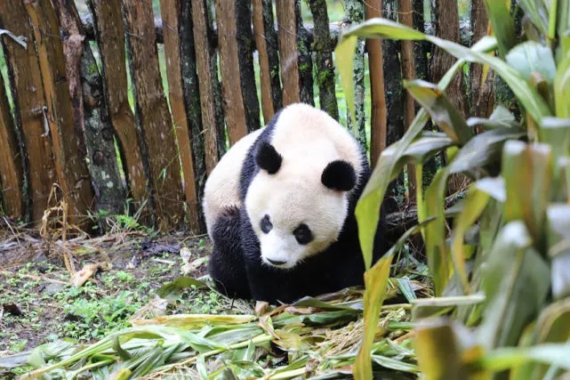 Wild panda roams into village in SW China’s Sichuan