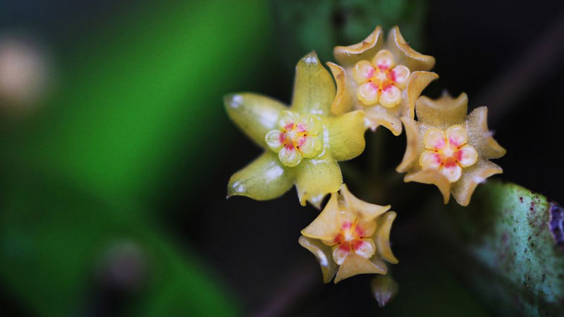 Southwest China reports new distribution area of rare plant