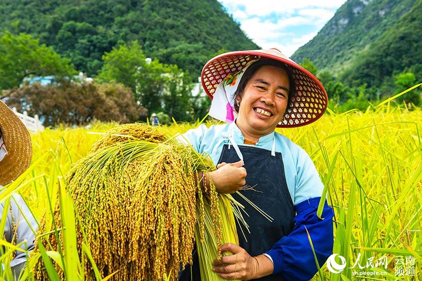 Farmers harvest rice in SW China’s Yunnan