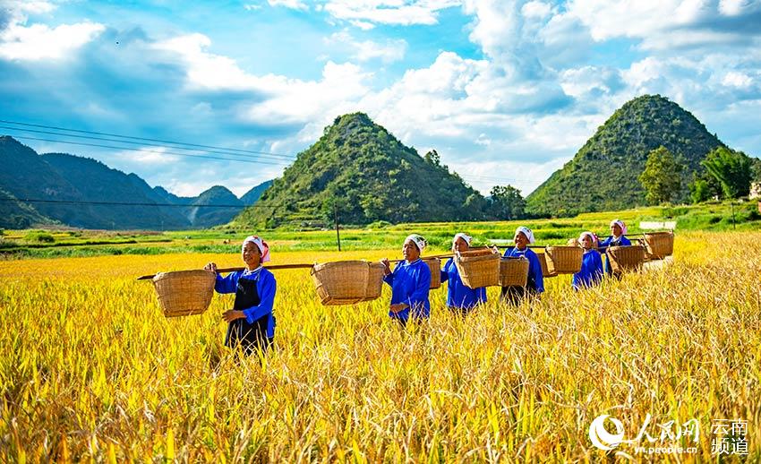 Farmers harvest rice in SW China’s Yunnan