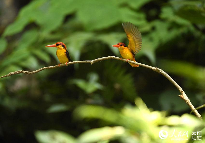 Paradise of birds: Tongbiguan provincial nature reserve in SW China’s Yunnan