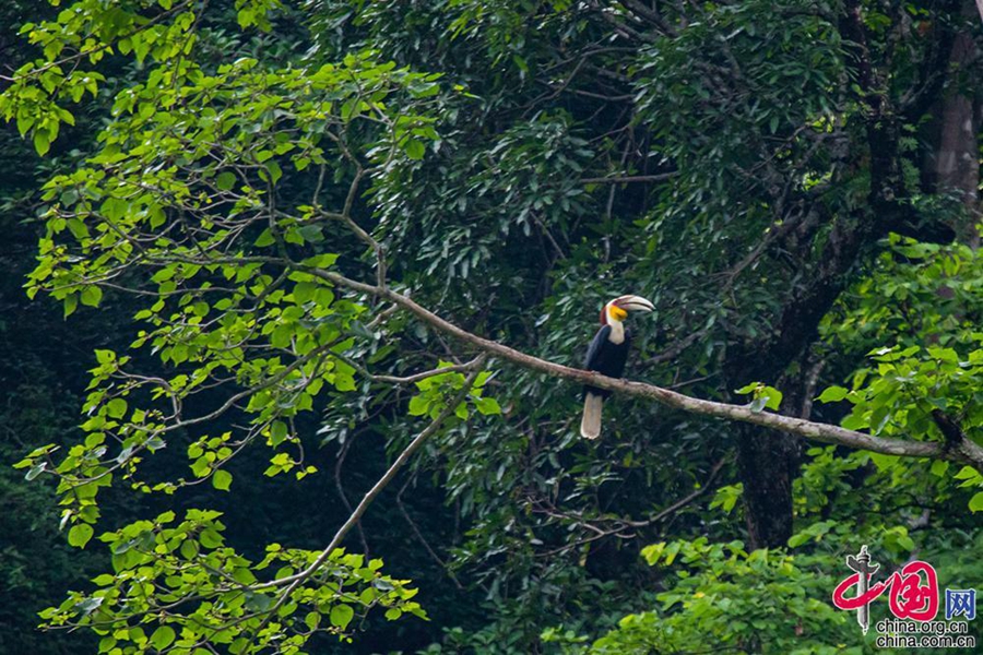 Village in SW China’s Yunnan thrives on bird-watching tourism