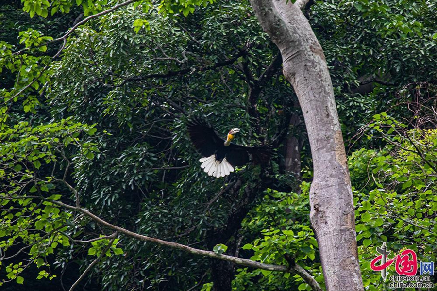 Village in SW China’s Yunnan thrives on bird-watching tourism