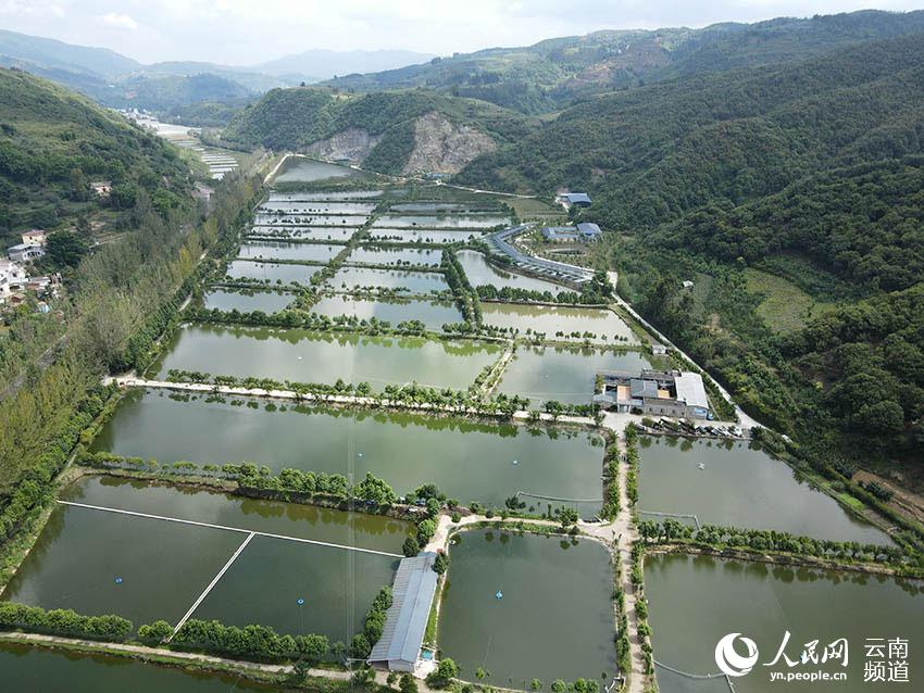 Once-threatened fish species lives another day with the recovery of its population in SW China’s Yunnan