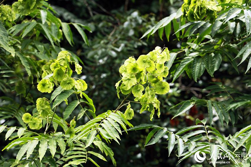 Dipteronia sinensis is seen in southwest China’s Yunnan province. (People’s Daily Online/Xu Qian)