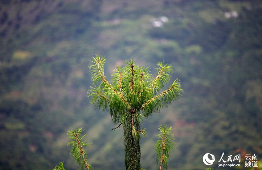 Yunnan revives populations of 20 severely threatened wild plant species with robust conservation efforts