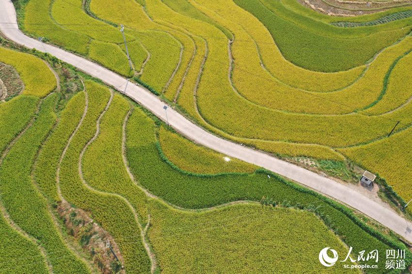 Bumper harvest presents a magnificent scene of terraced rice paddies in SW China's Luzhou city