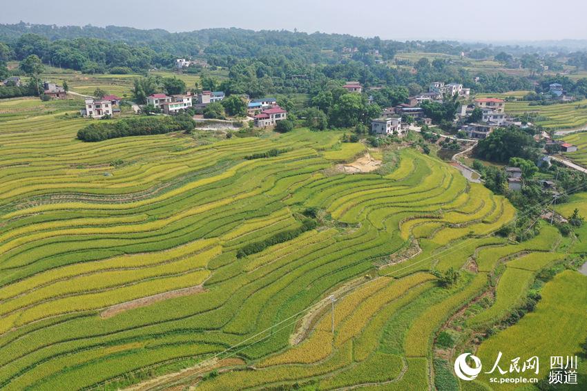 Bumper harvest presents a magnificent scene of terraced rice paddies in SW China's Luzhou city