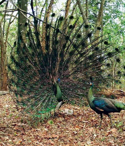 Population of green peafowl sees steady recovery in China