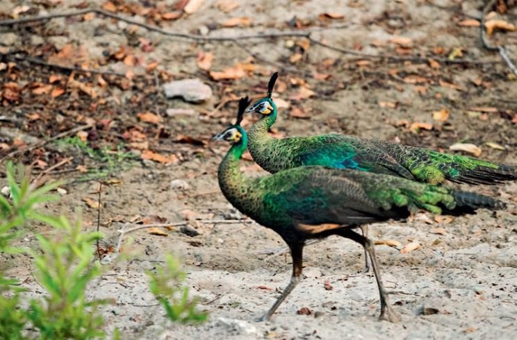 Population of green peafowl sees steady recovery in China