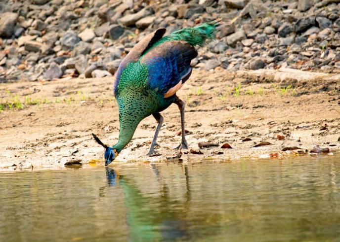 Population of green peafowl sees steady recovery in China