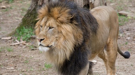 Lions, tigers in U.S. national zoo test presumptive positive for coronavirus