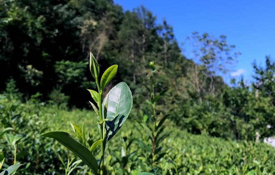 Tea industry goes smart with 5G technology in NW China's Longnan