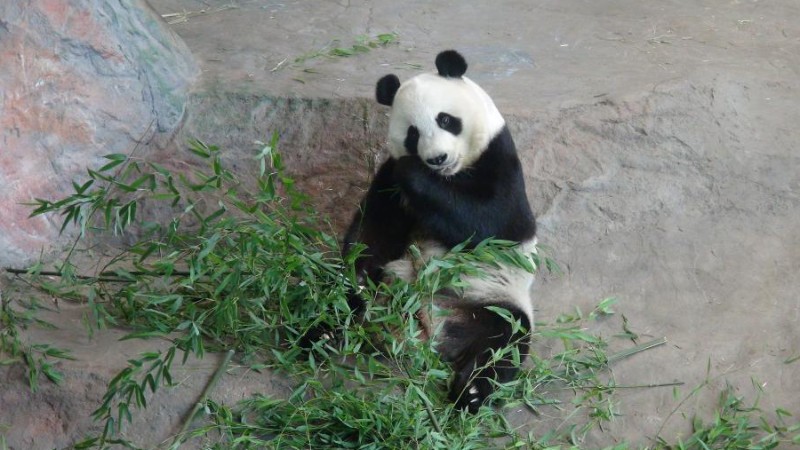 In pics: giant panda Jin Baobao at Ahtari zoo, Finland