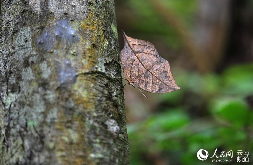 Daweishan National Nature Reserve in SW China’s Yunnan: diverse gene pool for invaluable species