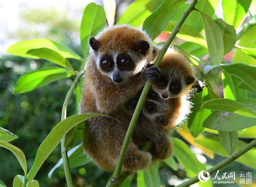 Daweishan National Nature Reserve in SW China’s Yunnan: diverse gene pool for invaluable species