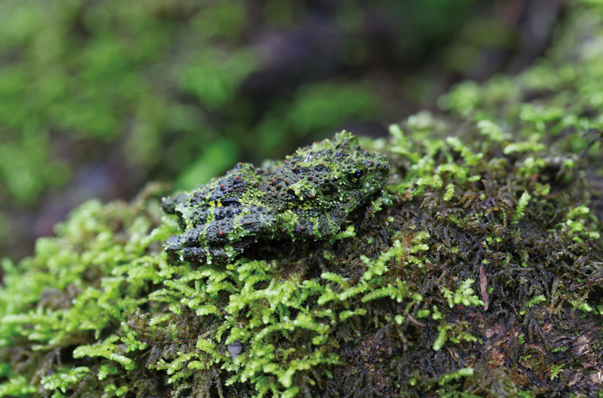 Daweishan National Nature Reserve in SW China’s Yunnan: diverse gene pool for invaluable species