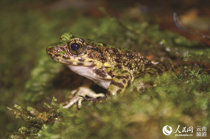 Daweishan National Nature Reserve in SW China’s Yunnan: diverse gene pool for invaluable species