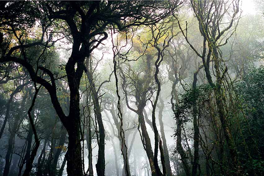 Daweishan National Nature Reserve in SW China’s Yunnan: diverse gene pool for invaluable species