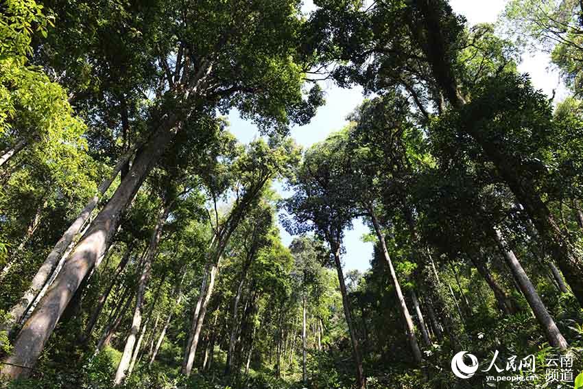 Daweishan National Nature Reserve in SW China’s Yunnan: diverse gene pool for invaluable species