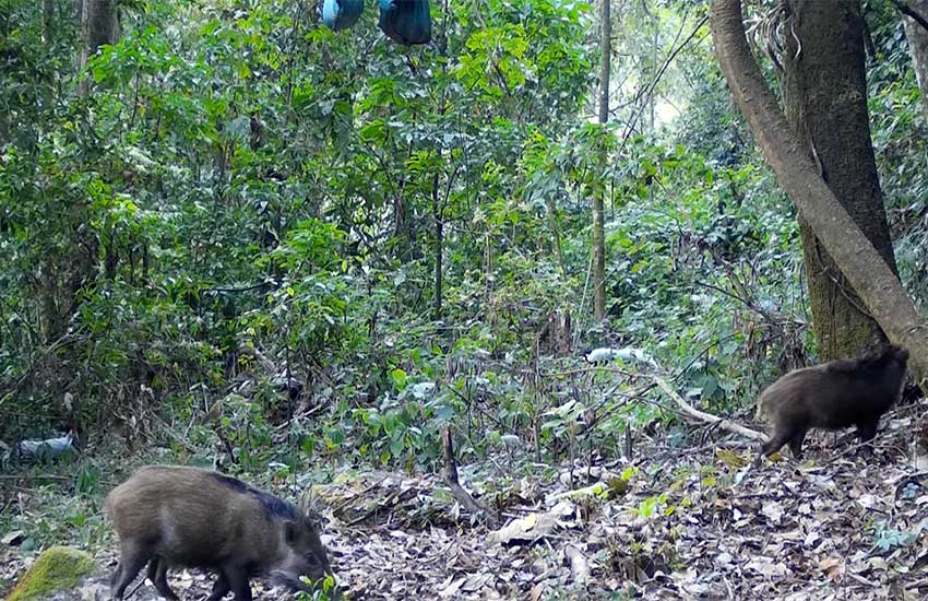 Photo shows two boars and one silver pheasant foraging together at the Gaoligong Mountain National Nature Reserve in Baoshan city, southwest China’s Yunnan province.  (Photo taken by an infrared camera)