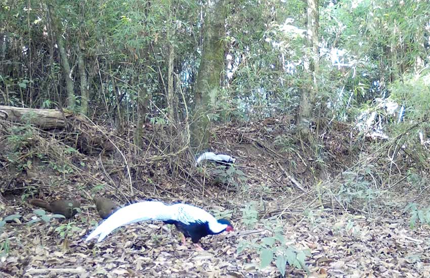 Rare footage of boars, silver pheasants foraging together captured in SW China’s Yunnan