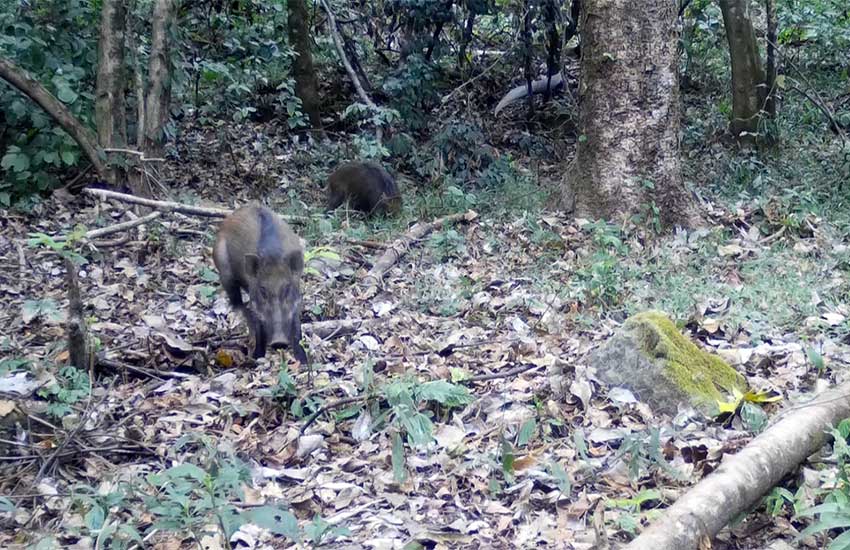 Rare footage of boars, silver pheasants foraging together captured in SW China’s Yunnan
