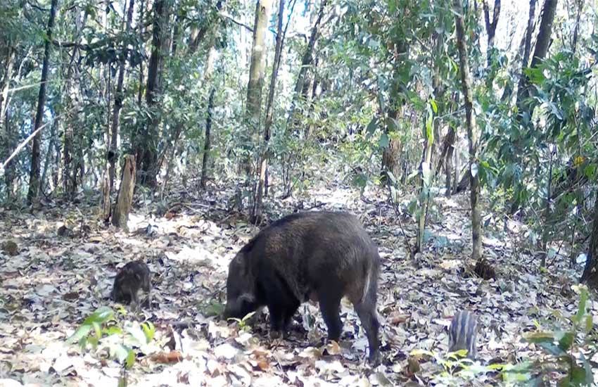 Rare footage of boars, silver pheasants foraging together captured in SW China’s Yunnan