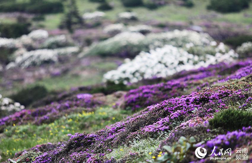 Jiaozishan National Nature Reserve in SW China’s Yunnan builds gene bank for alpine azalea atop montane terrain
