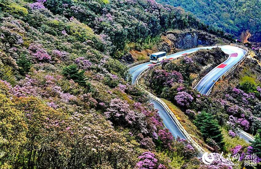 Photo shows azalea flowers blossoming at the Jiaozishan National Nature Reserve in southwest China’s Yunnan province. (Photo/Guo Minghai)