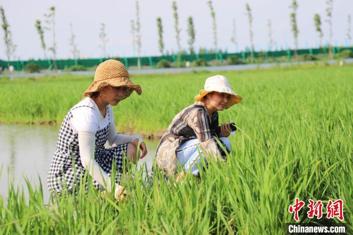 Cental China's Dongting Lake makes great strides in improving ecological environment