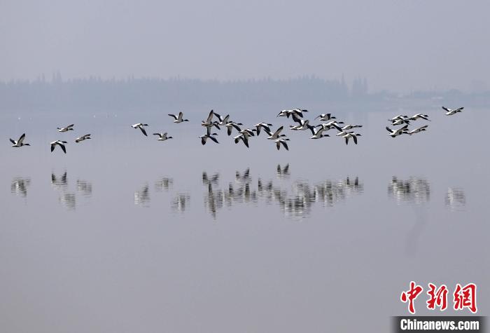 Cental China's Dongting Lake makes great strides in improving ecological environment