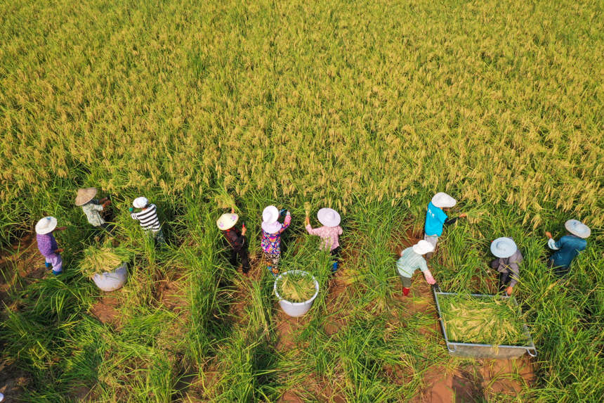 Farmers in SW China's Chongqing start to harvest 2-meter-high 