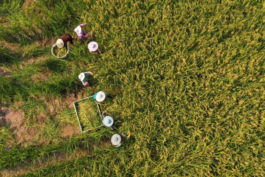 Farmers in SW China's Chongqing start to harvest 2-meter-high 