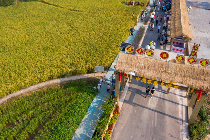 Farmers in SW China's Chongqing start to harvest 2-meter-high 