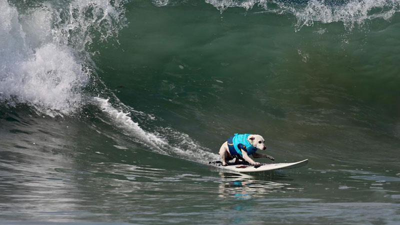 Surf City Surf Dog competition held in California, U.S.