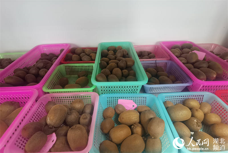 Wuhan Botanical Garden holds open day event showcasing large variety of kiwifruit