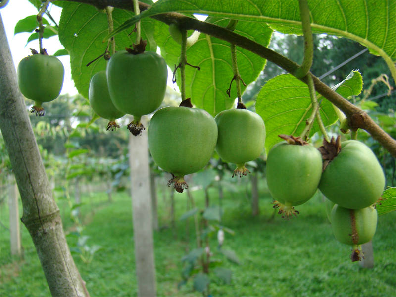 Wuhan Botanical Garden holds open day event showcasing large variety of kiwifruit