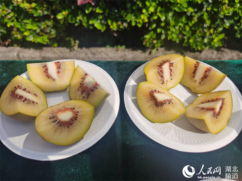 Wuhan Botanical Garden holds open day event showcasing large variety of kiwifruit