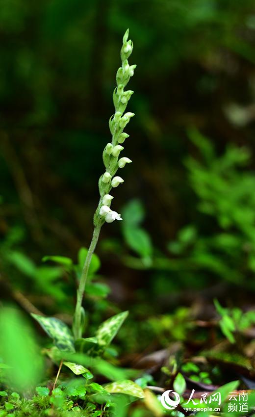 Rattlesnake plantain boasting the world's smallest seeds sighted in Yunnan, SW China