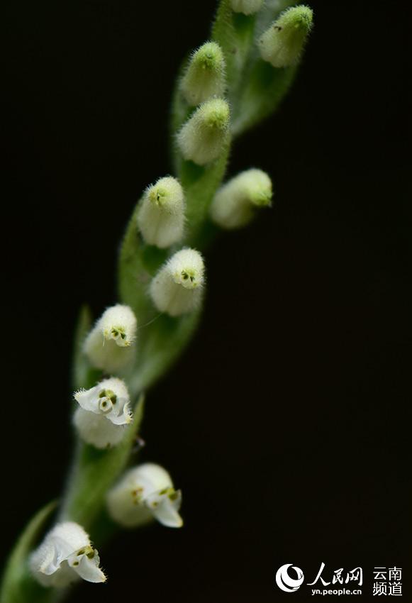 Rattlesnake plantain boasting the world's smallest seeds sighted in Yunnan, SW China
