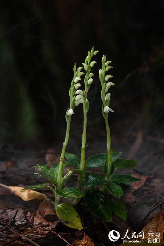 Rattlesnake plantain boasting the world's smallest seeds sighted in Yunnan, SW China