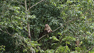 First encounters with the Assamese Macaque in Longling county, Yunnan province