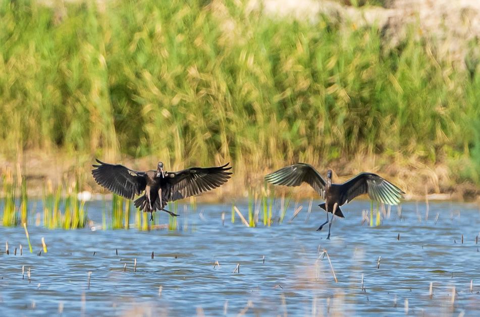 Critically endangered Glossy ibises appear in Xinjiang, NW China