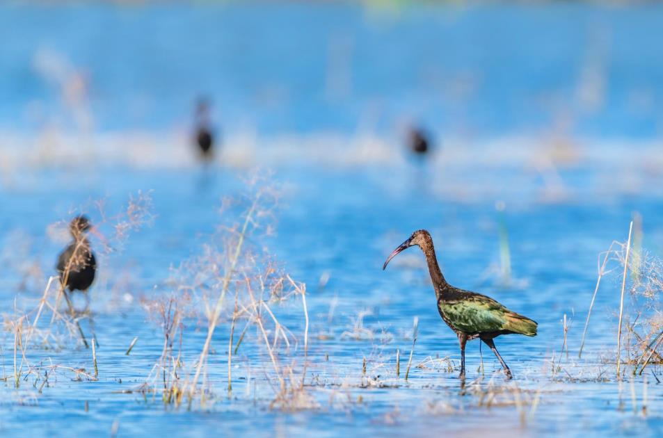 Critically endangered Glossy ibises appear in Xinjiang, NW China