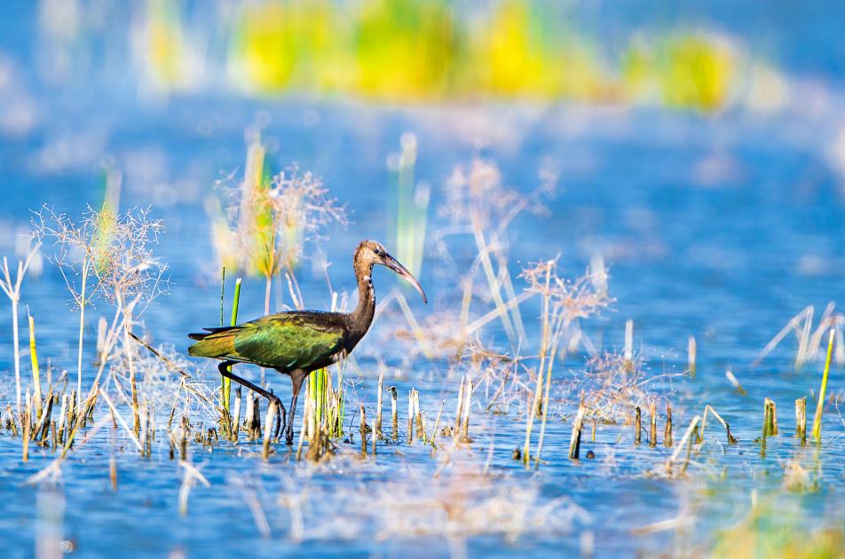 Critically endangered Glossy ibises appear in Xinjiang, NW China
