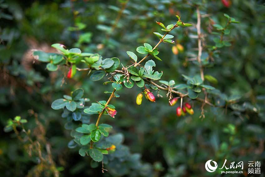 China's endemic plant species lost over 80 years rediscovered in Longling, Yunnan