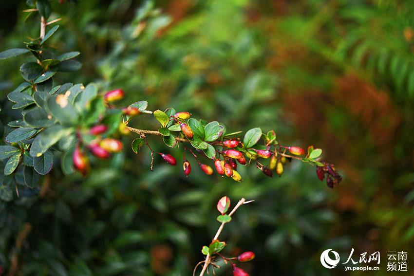 China's endemic plant species lost over 80 years rediscovered in Longling, Yunnan