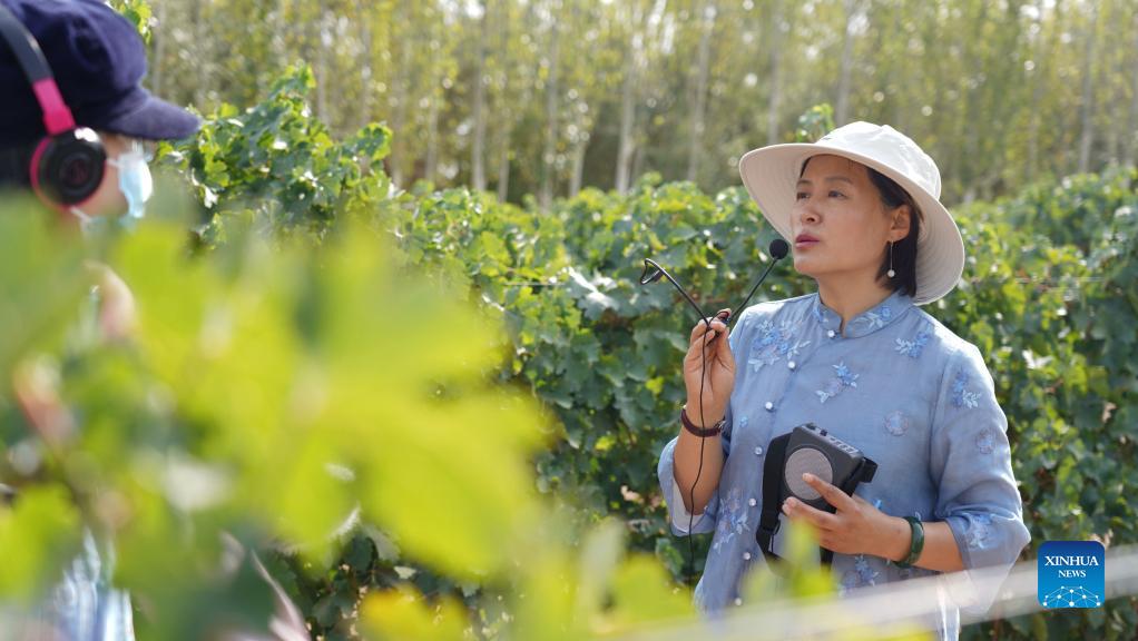 Beijing girl brews prosperous wine enterprise in Xinjiang