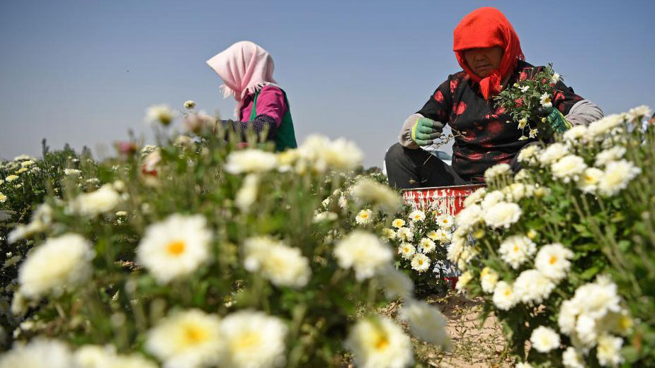 Local authorities make efforts to promote chrysanthemums industry in Ningxia